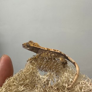 노멀 트라이 익스트림할리퀸 핀스트라이프