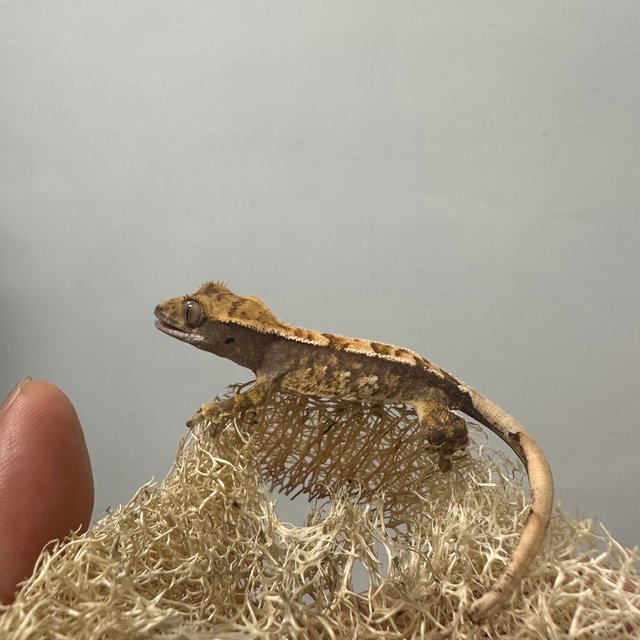 노멀 트라이 익스트림할리퀸 핀스트라이프