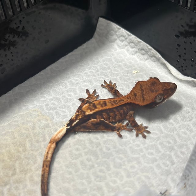 카푸치노 트라이