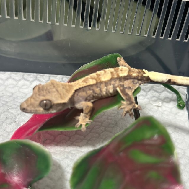 카푸치노 트라이