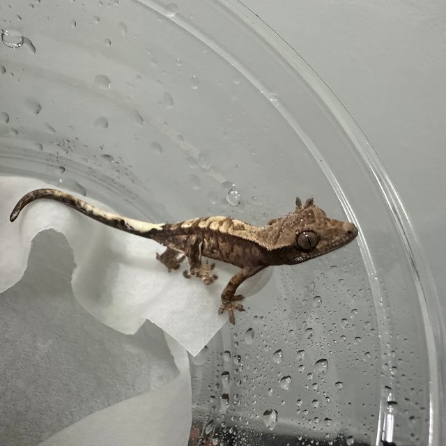 트라이 화이트스팟 카푸치노