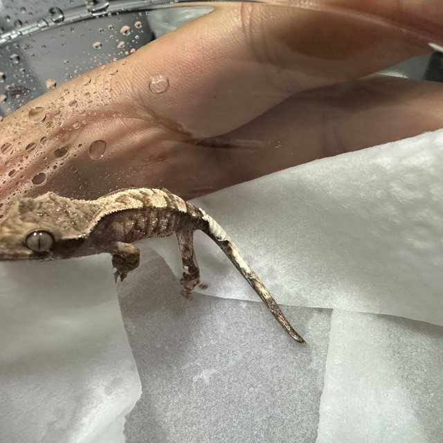 트라이 화이트스팟 카푸치노