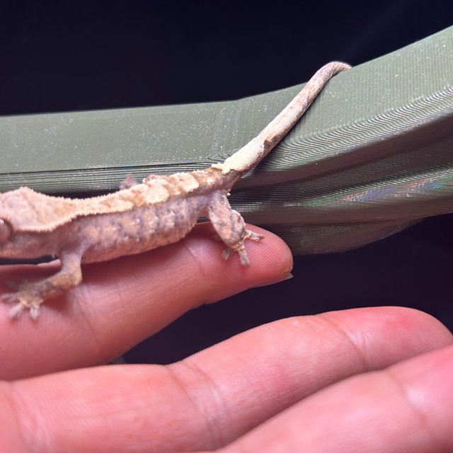 카푸치노 트라이