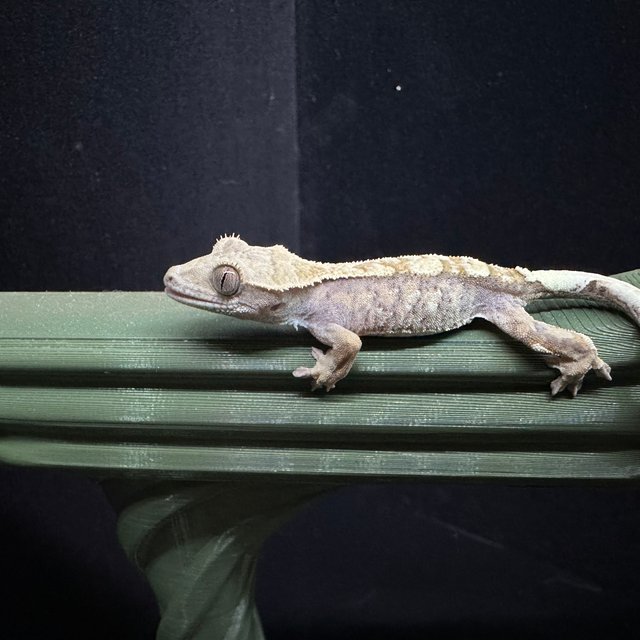 카푸치노 트라이