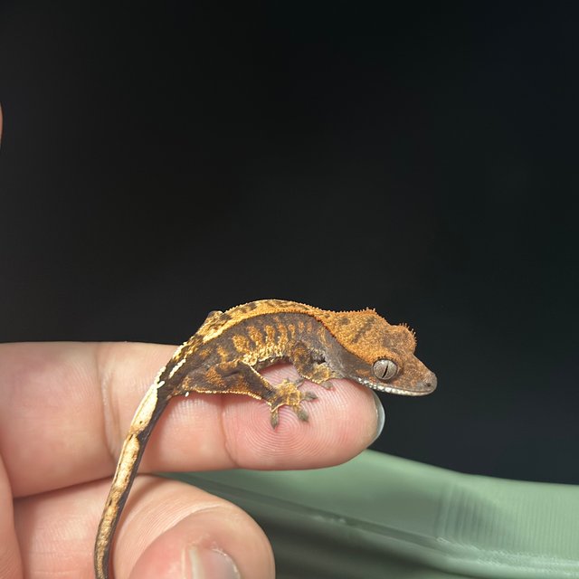 카푸치노 트라이