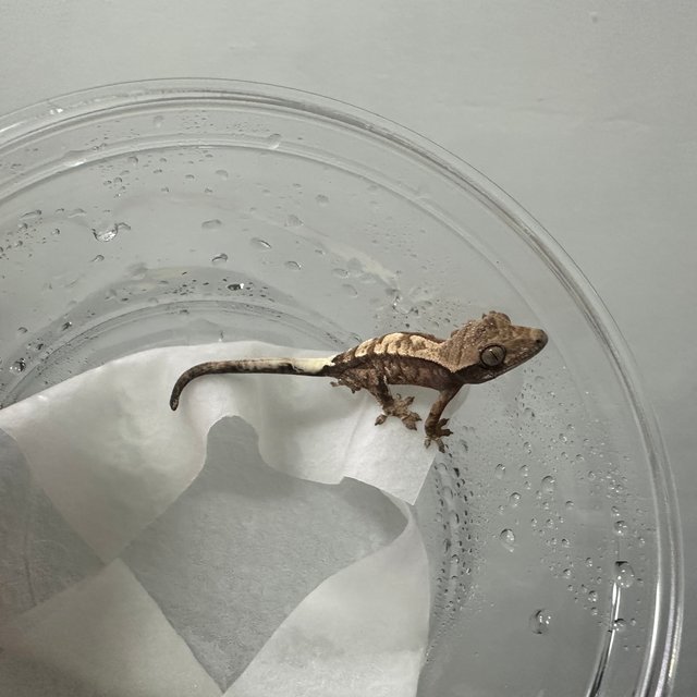 트라이 화이트스팟 카푸치노