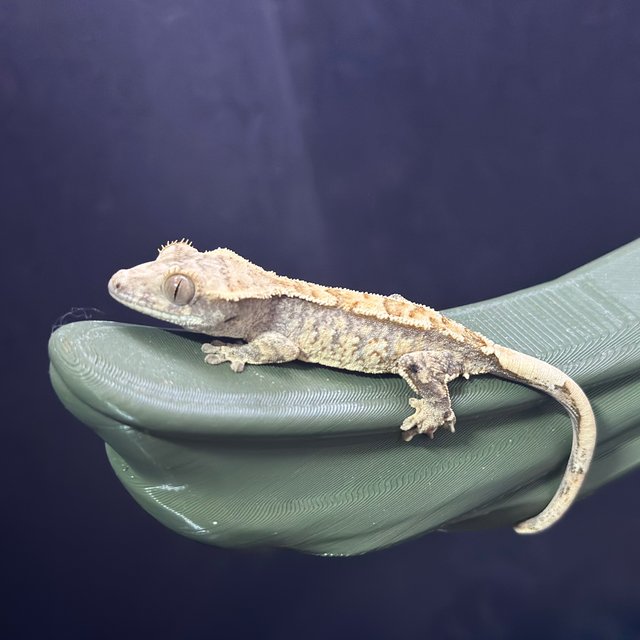 트라이 익스트림할리퀸