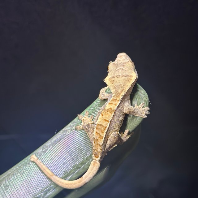 트라이 익스트림할리퀸