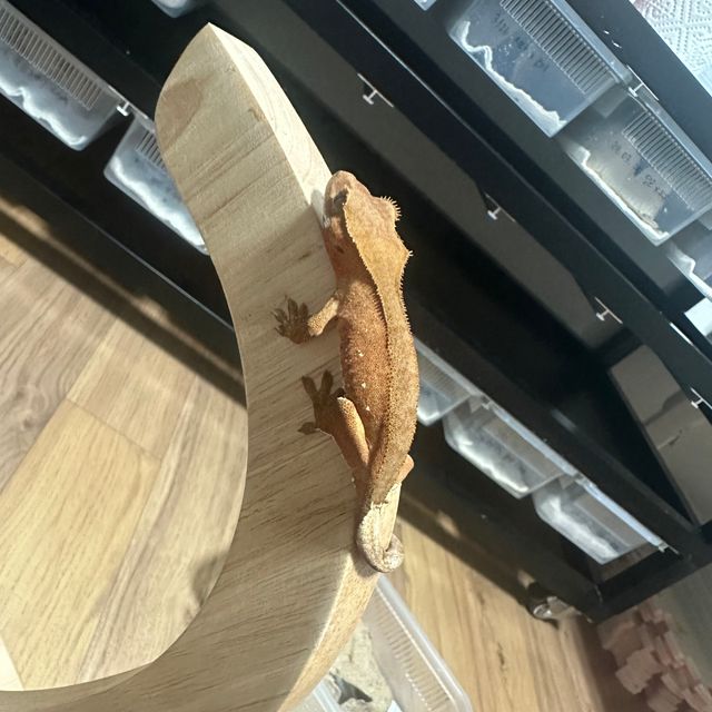 레드 바이