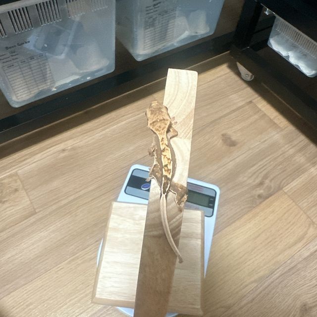 노멀