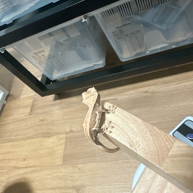릴리화이트
