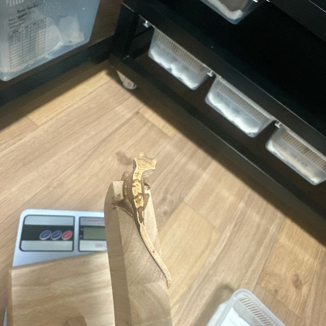 노멀