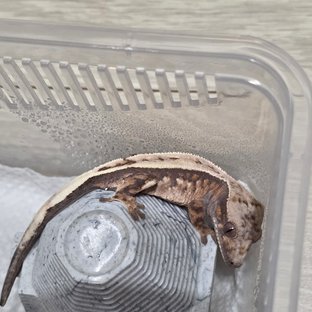 세이블 100%헷아잔틱