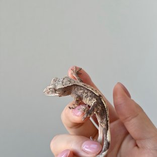 세이블 100%헷아잔틱