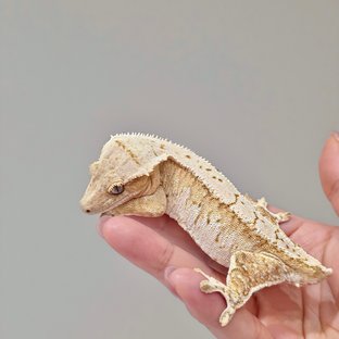 크림 크림시클 노멀