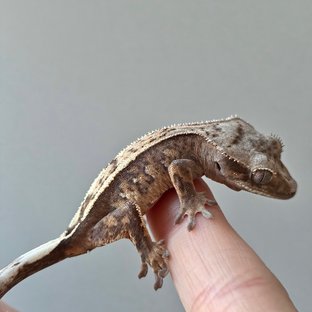 세이블 100%헷아잔틱