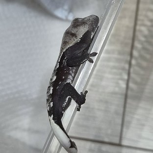 아잔틱