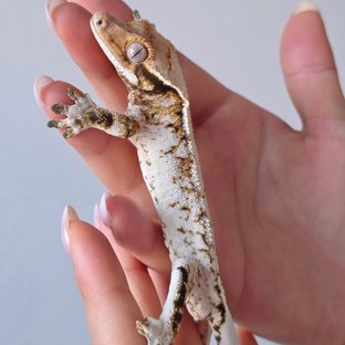 뮤츠