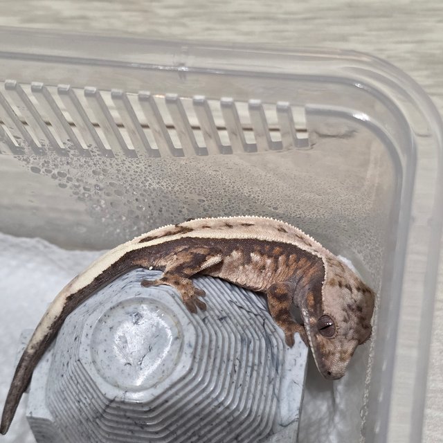 세이블 100%헷아잔틱