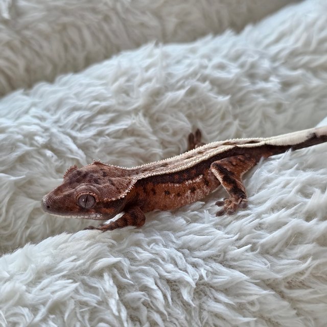 세이블 100%헷아잔틱