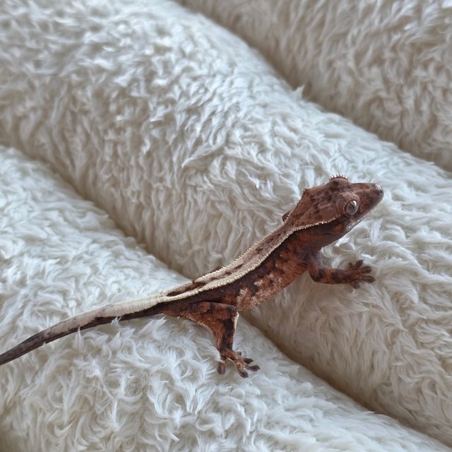 세이블 100%헷아잔틱