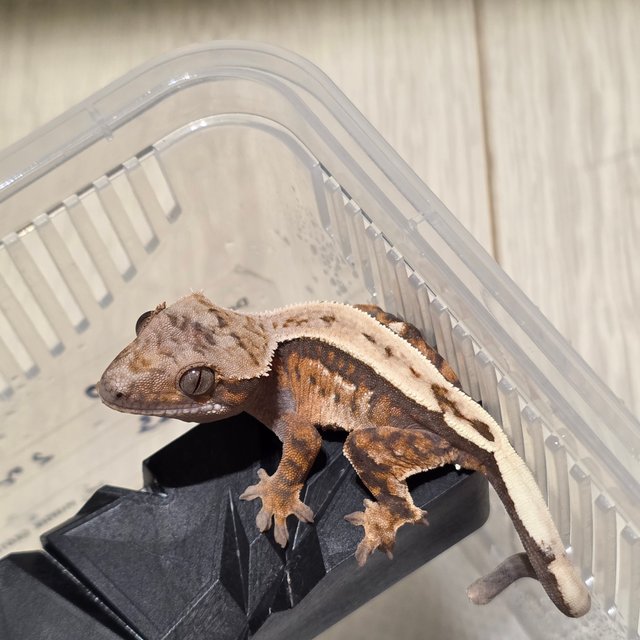 세이블 100%헷아잔틱