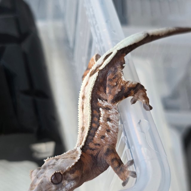 세이블 100%헷아잔틱