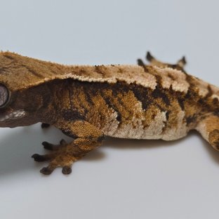 트라이 익스트림할리퀸