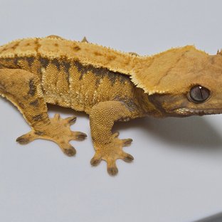 텐저린 트라이 익스트림할리퀸