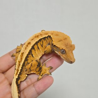 텐저린 트라이 익스트림할리퀸 핀스트라이프