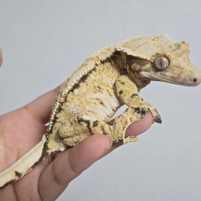 트라이 익스트림할리퀸