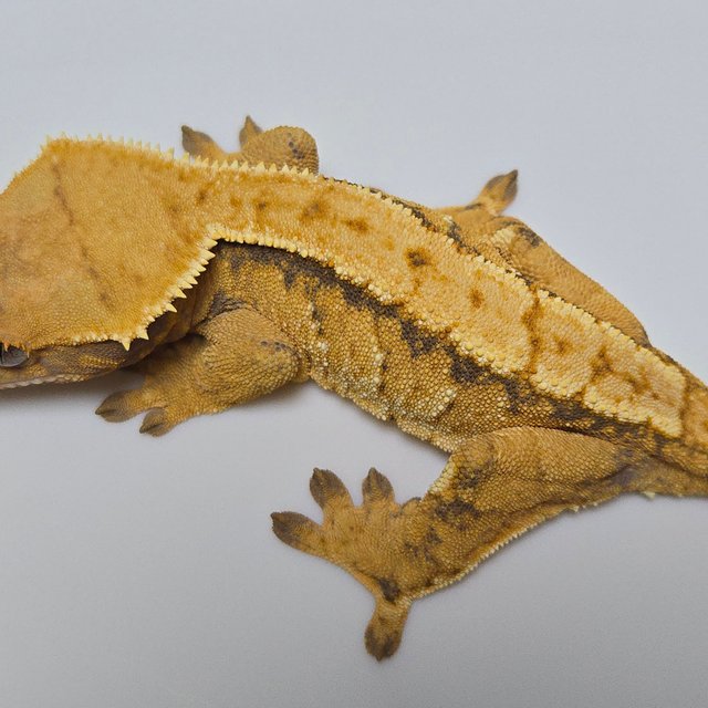 텐저린 트라이 익스트림할리퀸