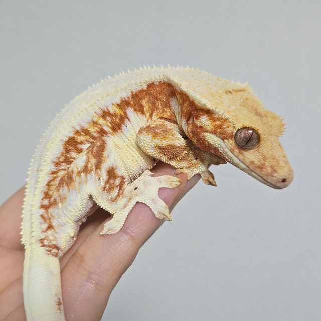 레드 릴리화이트