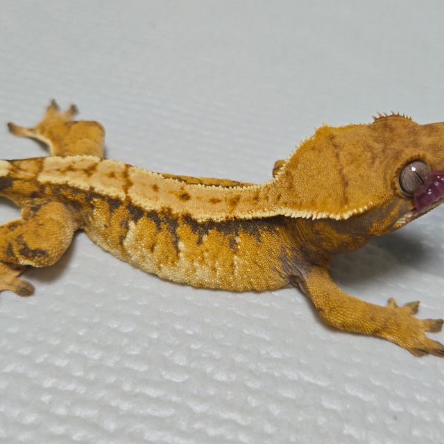 텐저린 트라이 익스트림할리퀸