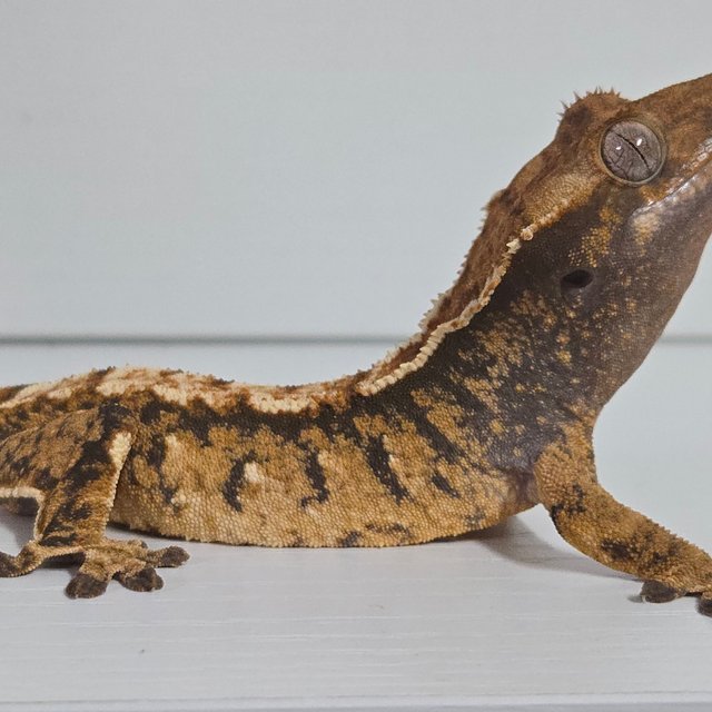 트라이 익스트림할리퀸