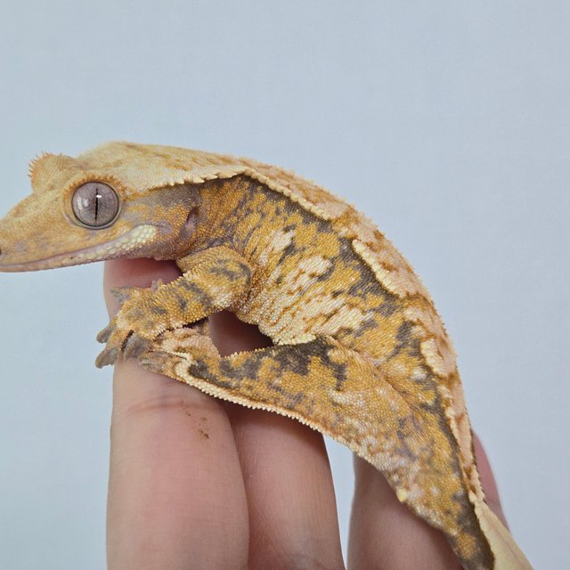 트라이 익스트림할리퀸