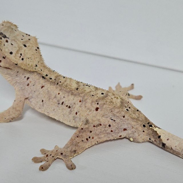 슈퍼달마시안 달마시안