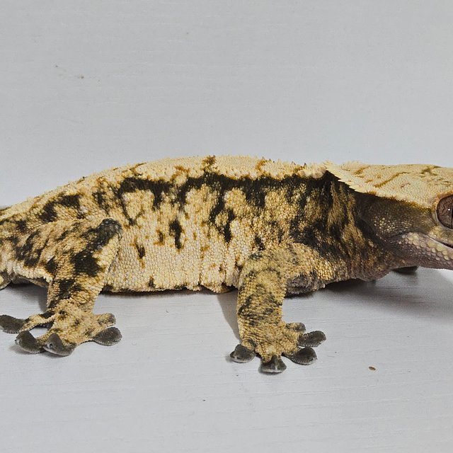 트라이 익스트림할리퀸 화이트스팟