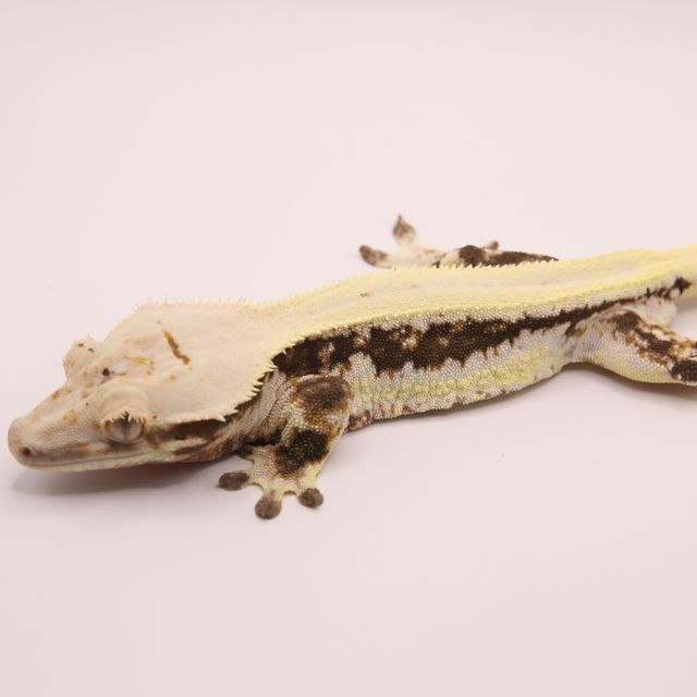 릴리화이트 판다