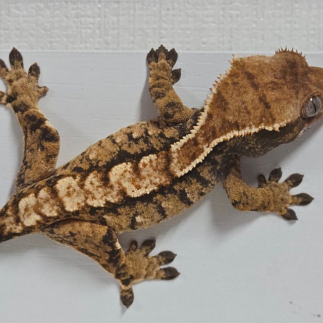 트라이 익스트림할리퀸