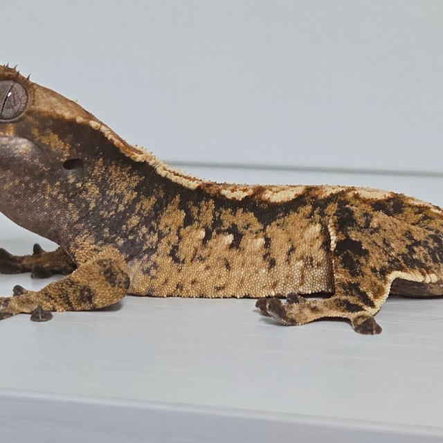 트라이 익스트림할리퀸