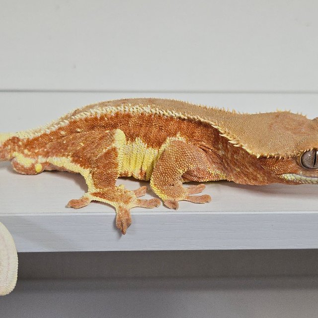 레드 팬텀 릴리화이트