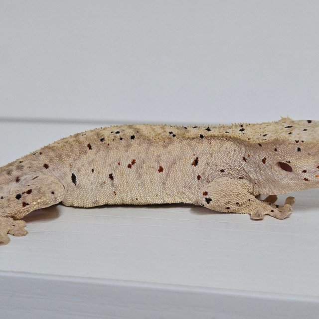 슈퍼달마시안 달마시안