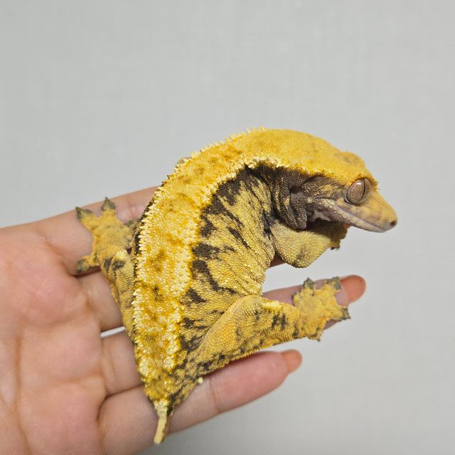 노멀 텐저린 익스트림할리퀸 사만다