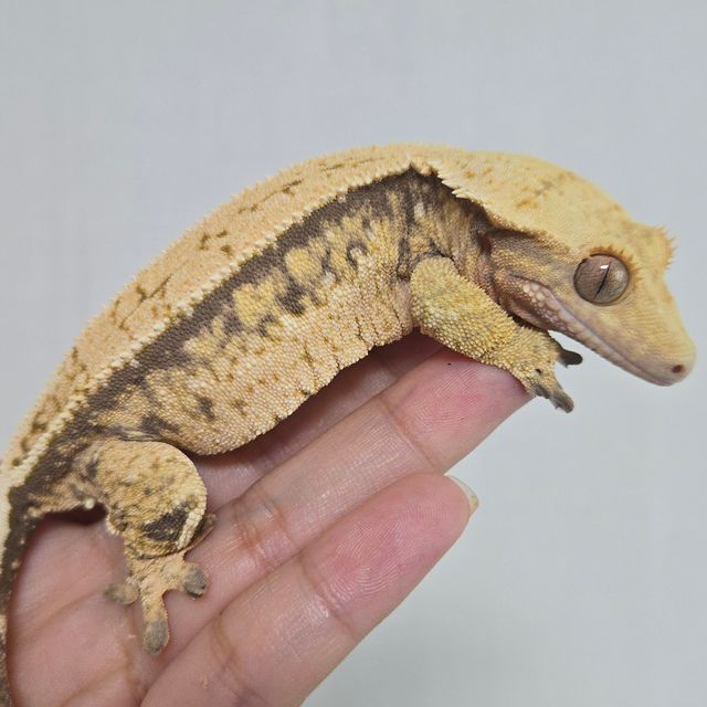 노멀 풀핀 핀스트라이프