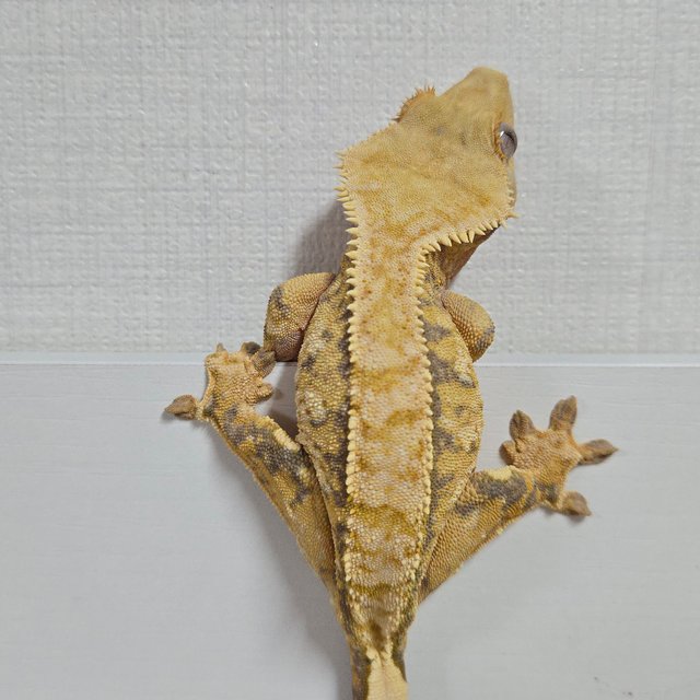 트라이 익스트림할리퀸