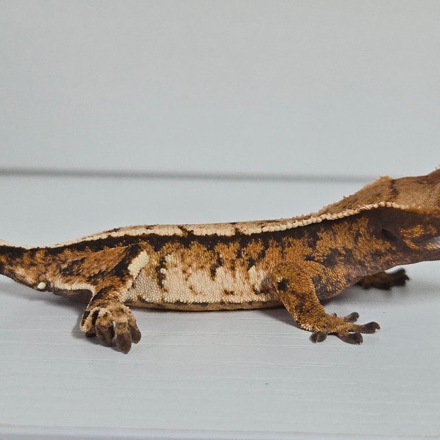 트라이 익스트림할리퀸