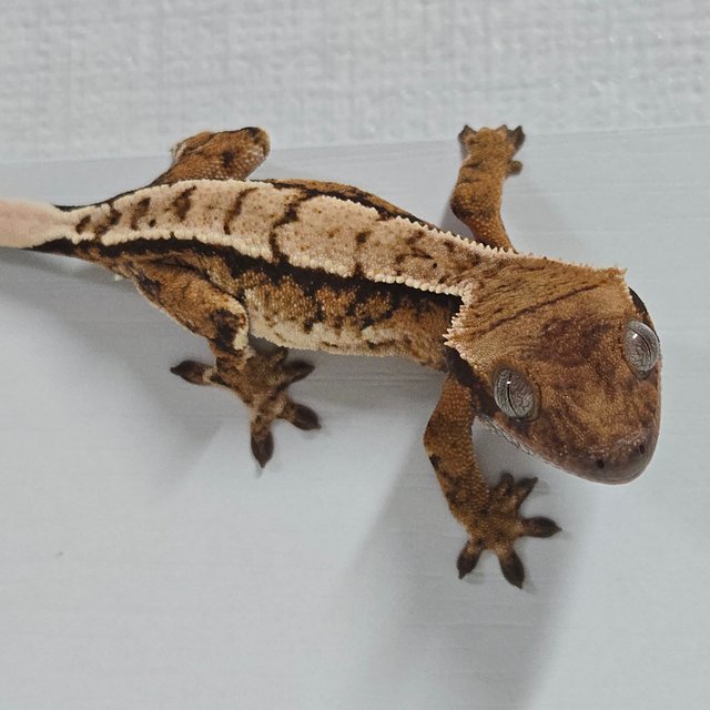 트라이 익스트림할리퀸