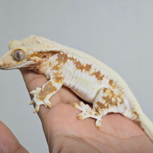 레드 솔리드백 릴리화이트