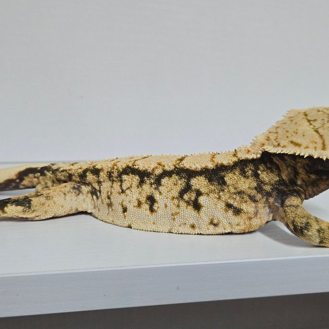 화이트스팟 트라이 익스트림할리퀸